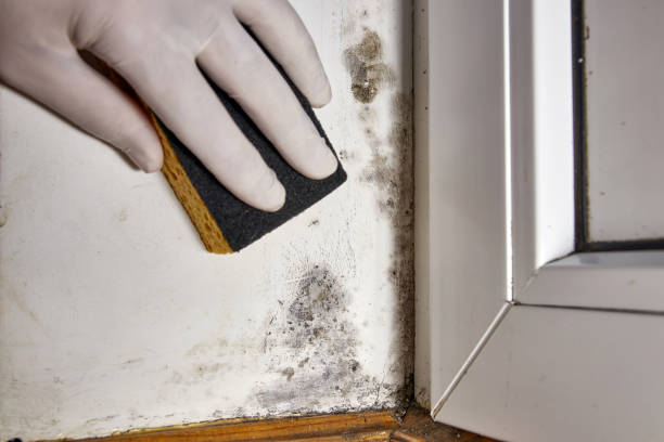 Best Crawl Space Mold Remediation  in Norwalk, OH